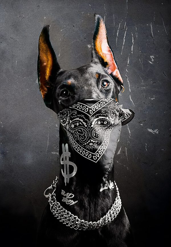 Gangster Dobermann